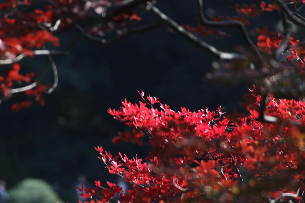Tora Hotel Tokyo-Rikugienn 寅ホテル 六義園 C Ngoại thất bức ảnh